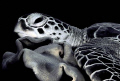 sleeping turtle on coral...