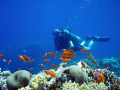 Colourful anthias with a diver in the background. Egypt, Deep South