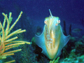 A Squid stopped and posed for me unexpectedly. taken with Olympus SP 550 - UZ. Grand Cayman Island, July 2008
