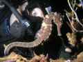 SeaHorse