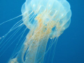 Jelly fish taken at Pulau Redang, Malaysia. Shot is taken with Canon Powershot G9 without strobe.