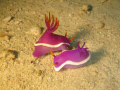 Nudi, Hypselodoris bullockii