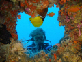 A fish (Forcipiger flavissimus) is helping me to keep my wife in the center of my heart.