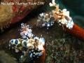 Tulamben is harlequin shrimps' heaven...