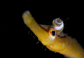 Pipefish taken in Shetland sporting this years 'must have' snail accessory.