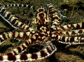 Wunderpus or Mimic Octopus?
Taken @ Puri Jati, Bali
