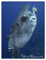 Ocean Sunfish (Mola Mola) getting cleaned by bannerfish at Crystal Bay, Nusa Penida, Bali. (Canon G9)