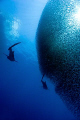 Two of four Whale Sharks cruising a Baitball.  Shot just off Middle Garden, Sharm El Sheikh - Who said 'local' dive sites were boring!