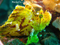 Leaf Scorpionfish hanging out at Liberty Wreck-Tulamben, Bali