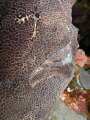 face of ugly froggy. no cropping done