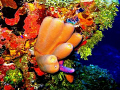 Photo taken July 2008 in Grand Cayman with a Canon SD550