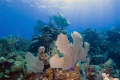Sea fan and coral in Grand Cayman.  Hope the islanders and reefs did okay with hurricane Gustav.  Nikon 12-24, D200, L&M housing.