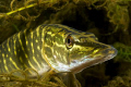Juvenile Pike hiding in weeds.  Canon 20D, 50mm macro.