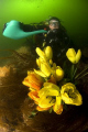 UNDERWATER TECHNICAL GARDENING. New sport in Scotland due to record rainfall in August. Nik d70 with 10.5mm lens and 2 strobes.