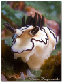 Nudibranch (Glossodoris atromarginata) - (Canon G9, D2000w, UCL165)