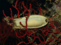 Shark egg in gorgonian