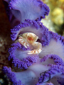 Small crab rest on soft coral. Capture by Canon G9 with single INON strobe and macro lens.
