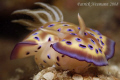 Nudi from Anilao taken with Canon 400D/Hugyfot housing + 100 mm lens