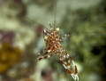 Anemone Shrimp in Maldives