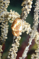 Flamingo Tongue.  Nikon D200, 60mm, aquatica housing, YS110 @ 1/8, Inon Z240 @ full.