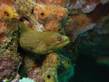 Goldentail Eel @ Crash Boat, Aguadill, PR