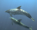 During a surface interval in Jupiter, FL a pod of about 20 spotted dolphins played with us for close to 10 minutes. This is one of the shots!