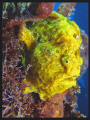 Yellow Frog fish.