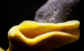 It's a sponge taken at about 40 metres.  I liked the shape, making it look like something from space.  Taken with Nikon F90x in a miniflex, 60mm macros lens and a single Sea&sea ys60 Strobe.  Taken at the Poor Knights islands where I used to work.