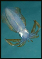 this squid pic was taken in the Lembeh Straits-I used a 60mm lens and Nikon D-200 and a lot of breath holding to get close enough to it! Taken from below