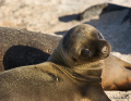Galapagos Sea Lion pup approximatly two to three days old.