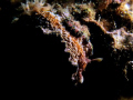 Glossodoris Cincta. 
Taken in one of our dives in Puerto Galera, Philippines.