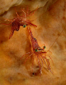 Hinge beak shrimp - Rhynchocinetes durbanensis.
Taken @ Padang Bai, Bali