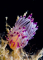 Flabelina Rubrolineata