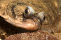 Plaice face close up, nikon d70 60mm lens and twin strobes