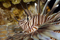 Nikon D200, Sea&Sea housing, dual strobes.  These guys are the scourge of the ocean.  They are not endemic and have no natural enemies.