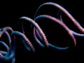 Whip coral