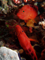 grouper(any body can tell wich one is the original the one in the bottom or the one on top)