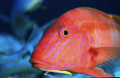 A goat fish taken with 60mm Nikon with F90x in a subal, single strobe.  Velvia 100 film.  Poorknights New Zealand.