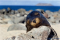 Galapagos Sealion taken in the Galapagos Islands