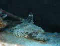 local corocdile fish at the belama / Moso Island / tranquility dive resort