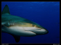 Just got home from a week in the Bahamas; did a shark dive with Stuart's Cove!  Oddly enough this picture was taken on the first dive...during the safety stop.  Couldn't wait to post.  Canon G7, Single Sea and Sea YS27DX (full)