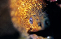Speckled  Moray.  Poorknights, New Zealand.  Nik F90x in Subal, singal strobe, Veliva 100.  These Eels can be very inquisitive and come out of their holes to sniff around, they get CLOSE!