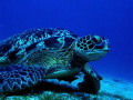 Green Sea Turtle ( Chelonia Mydas)
We saw this majestic sea turtle on the latter part of our dive.
