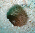 not sure what this actually is.. at first I only saw the hole in the sand and the eyes but when I opend the picture I saw it is a 