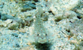 Taken on sandy bottom off Gozo, Malta

Used a wide-angle lens and filter to get close!