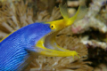 Blue Ribbon Eel