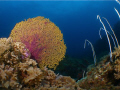 Nice colour! Seafan taken at Pulau Redang, Malaysia