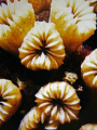 For some reason, this macro coral shot reminded me of a old impressionist painting. Taken with Nikonos V 35mm lens with extension tubes