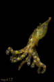 Blue Ringed Octopus, Canon EOS 400D, 100mm macro lens, Sea and sea Housing and Strobe