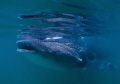 one of about 10 whalesharks, very poor vis, nikon d200, 10-17mm wideangle